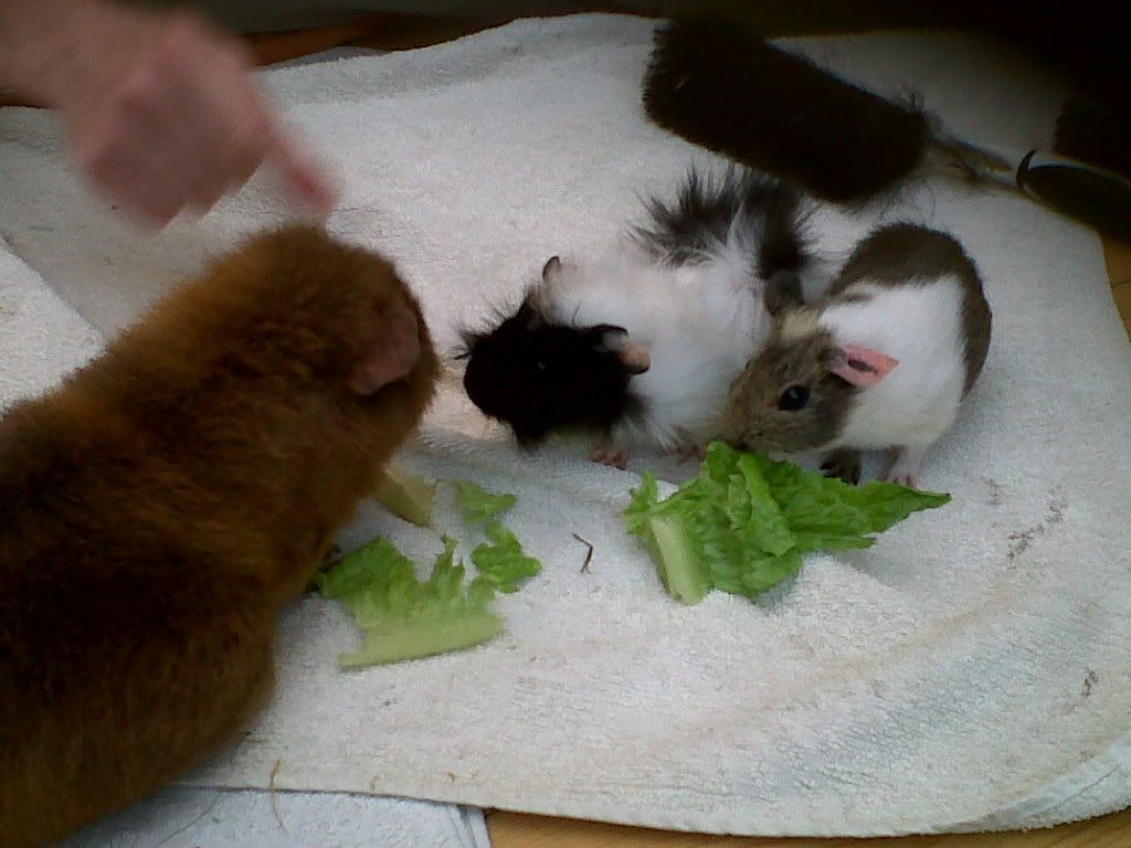 PepperLiquoriceandHartleyalleatingRomainelettuce.jpg