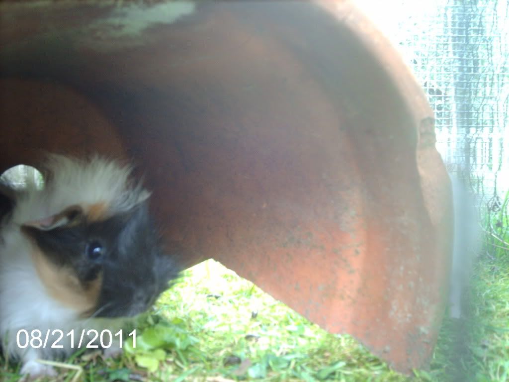 babyLiquorice.jpg