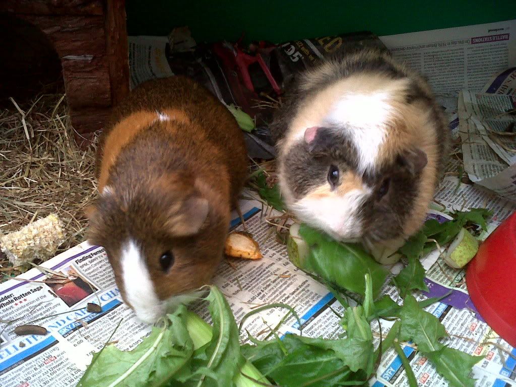eatingdandelions.jpg