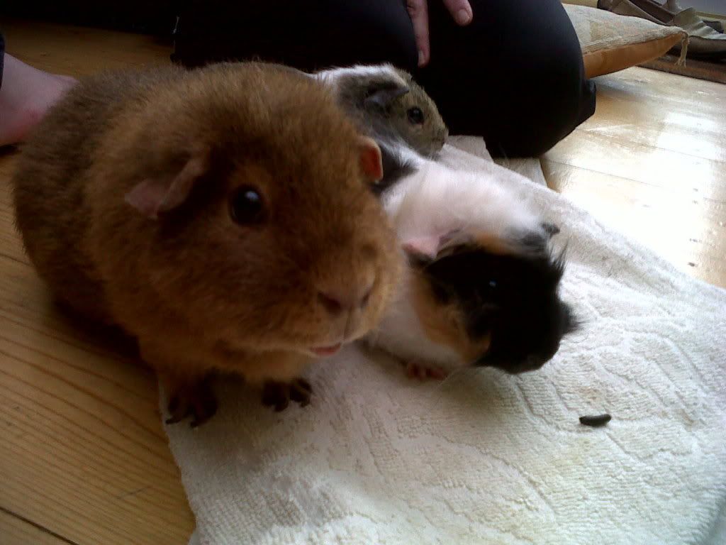 theyalllooksocuteinthispic.jpg