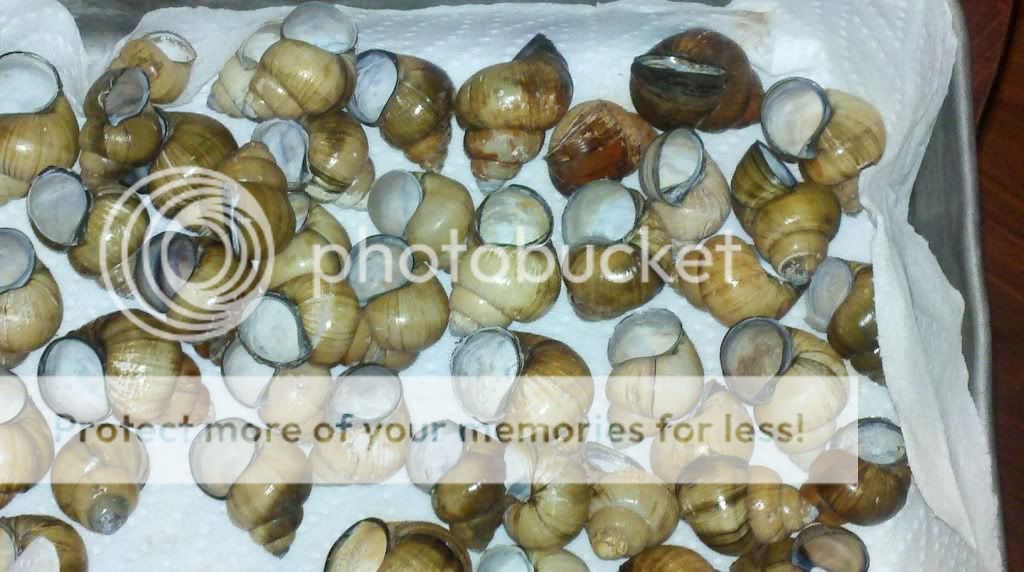 30 gallon shell dweller (first Tang tank) some questions | Cichlid Fish ...